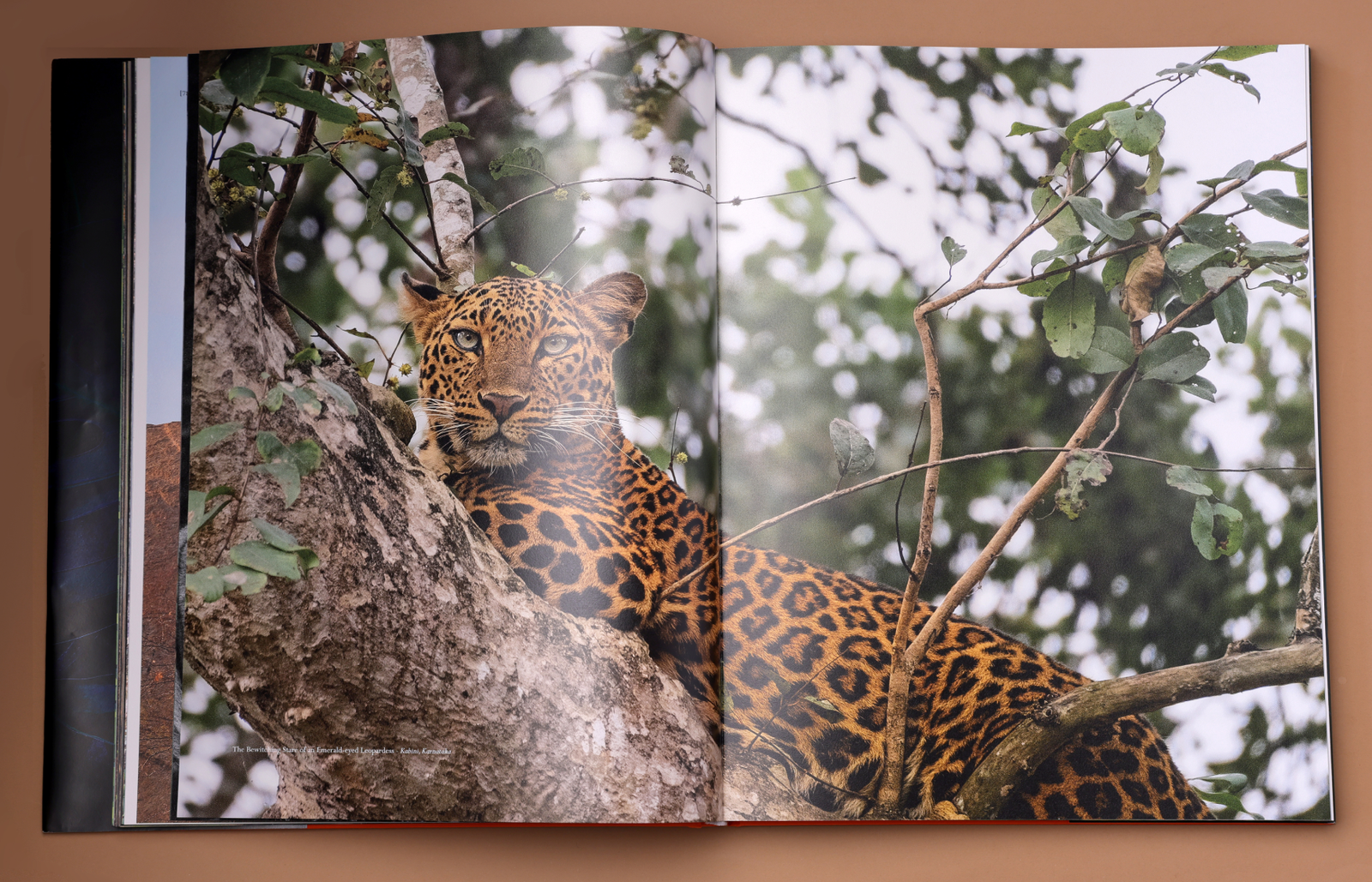 Jangala wildlife photography spread